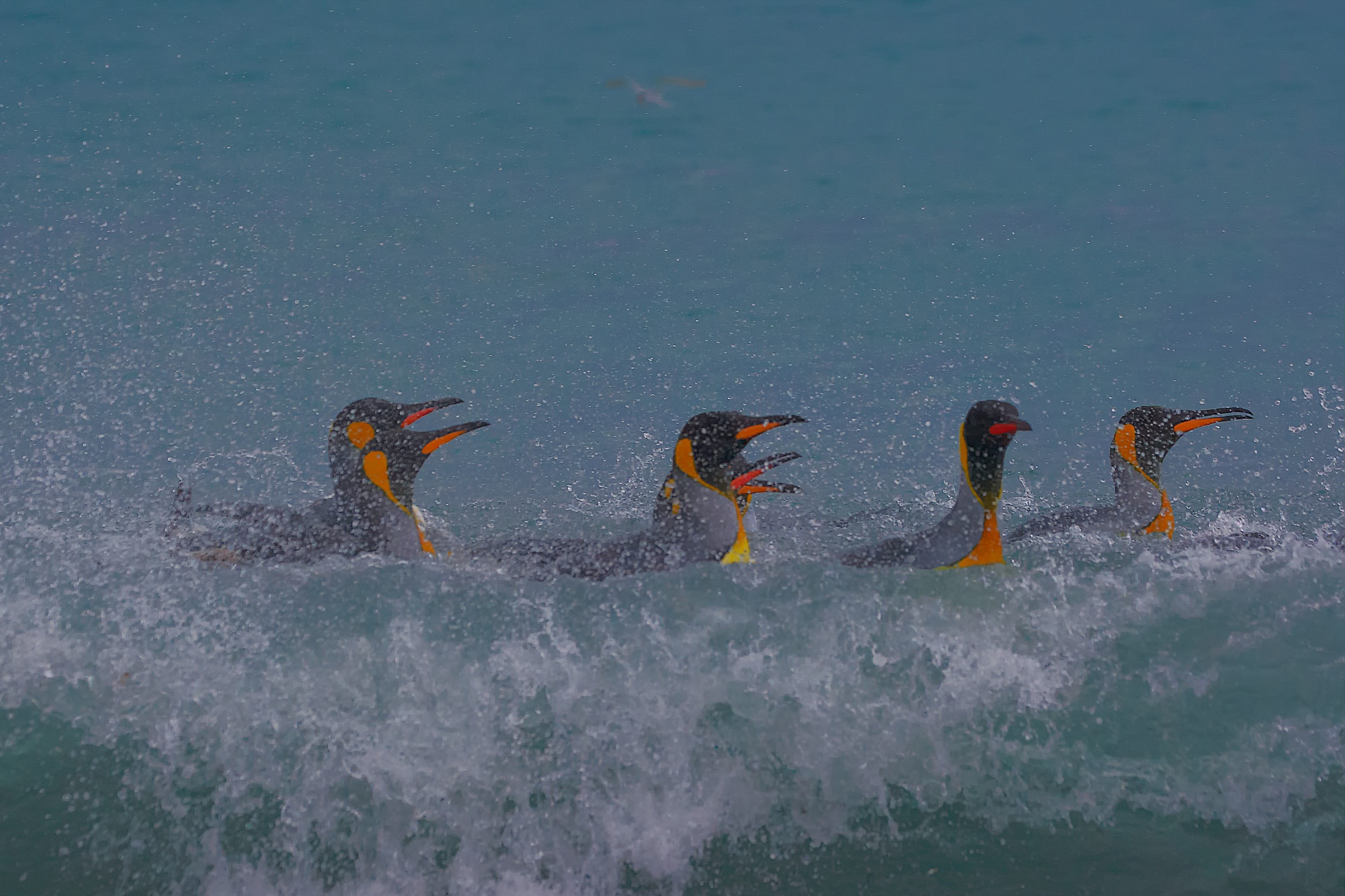 bathing king penguins