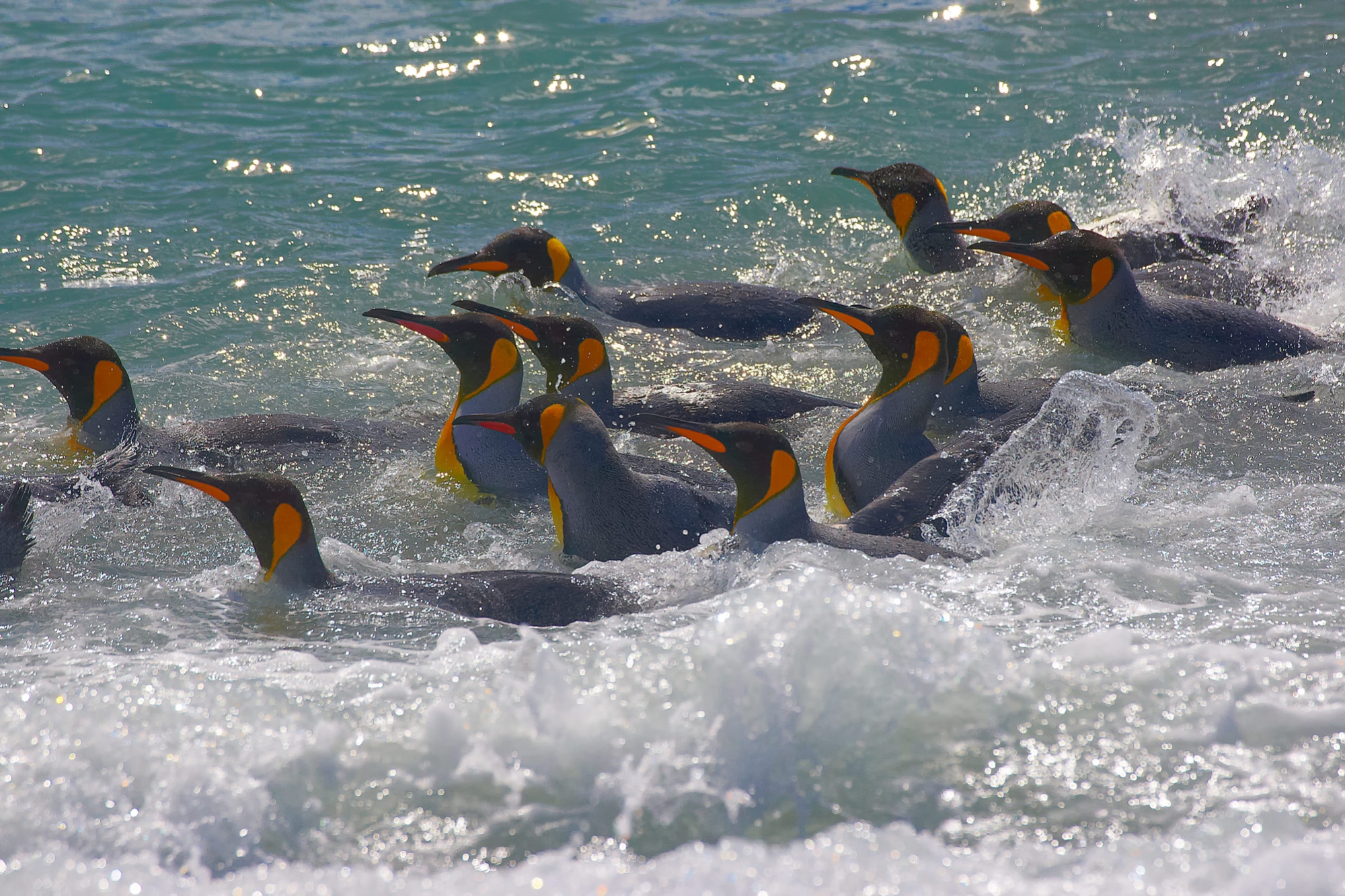bathing king penguins