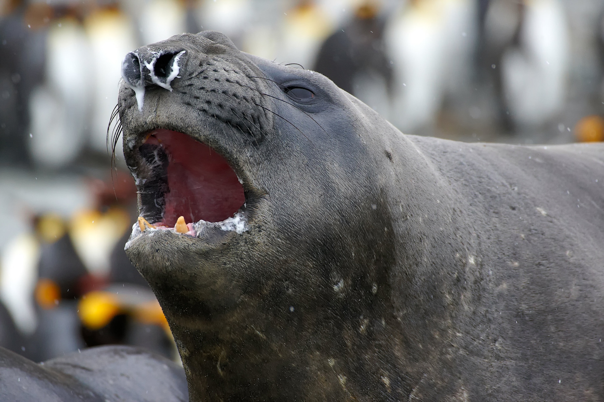 threatening gesture of an elephant seal