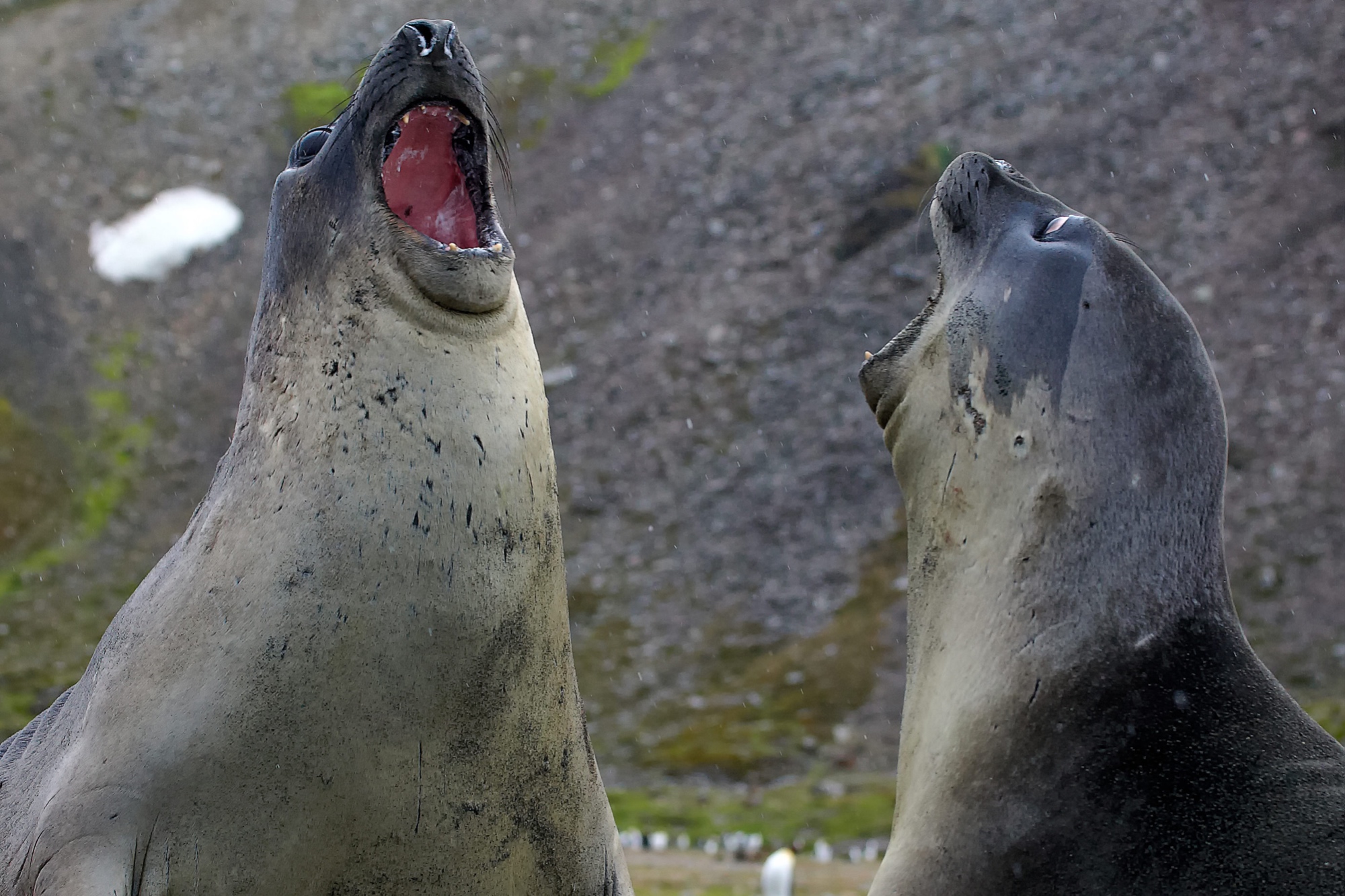 elephant seals fighting at St. Andrews Bay