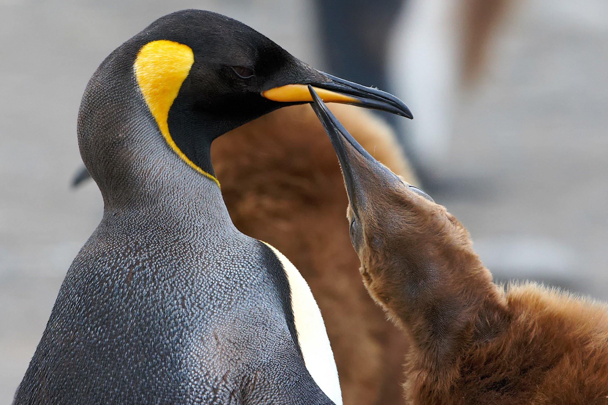 young king penguin begs for food