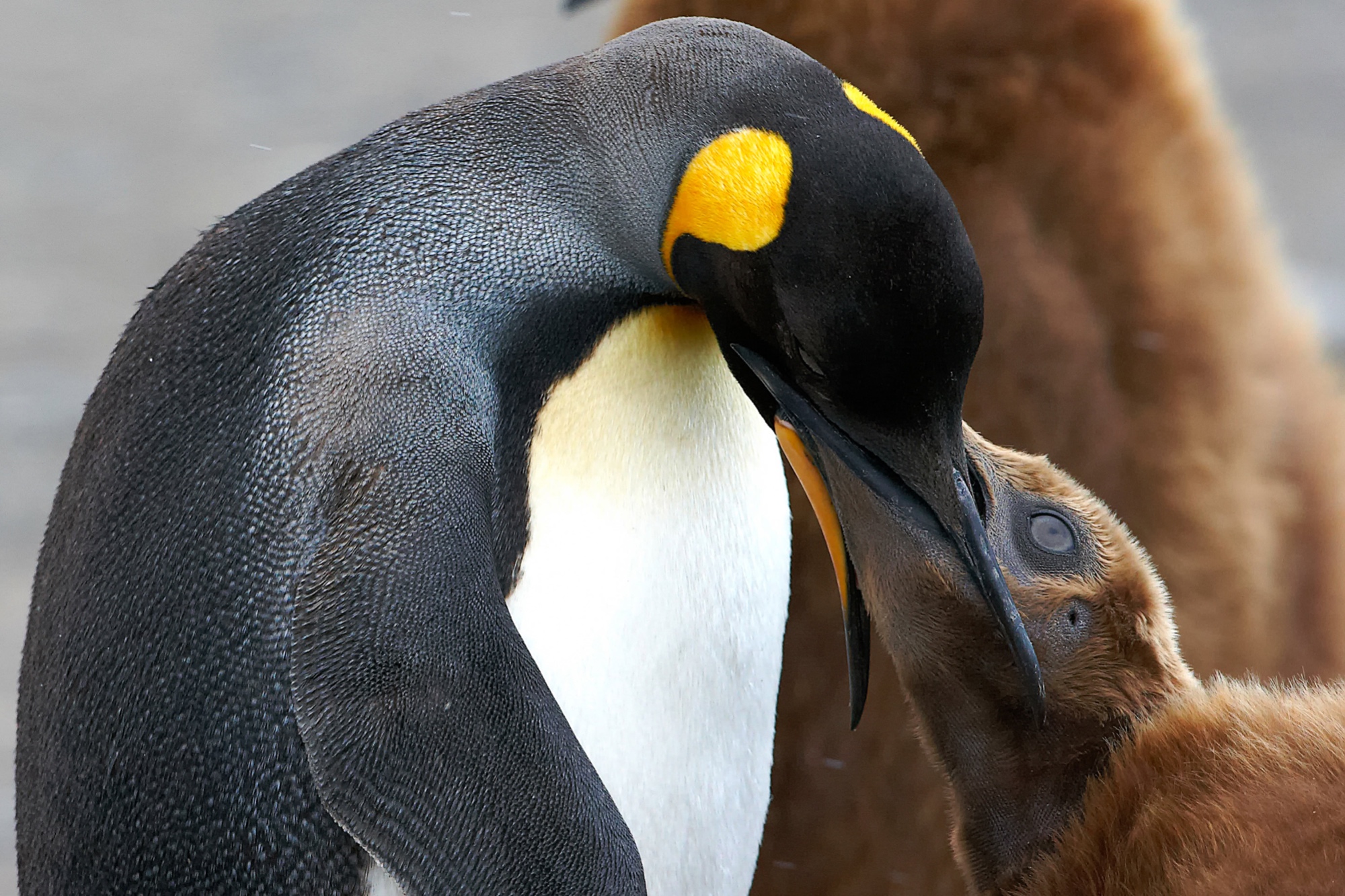 young king penguin begs for food