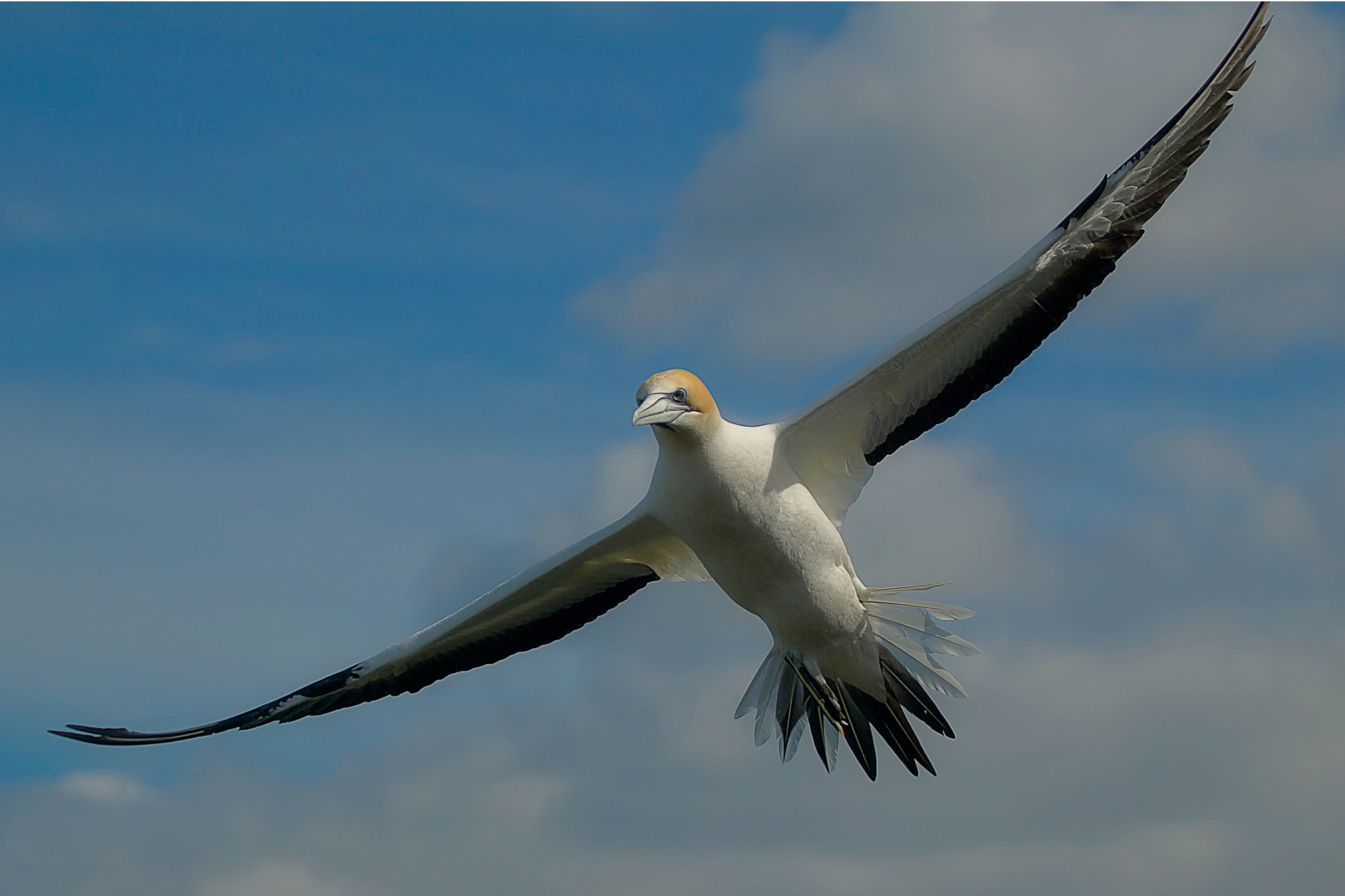 gannet near Muriwai