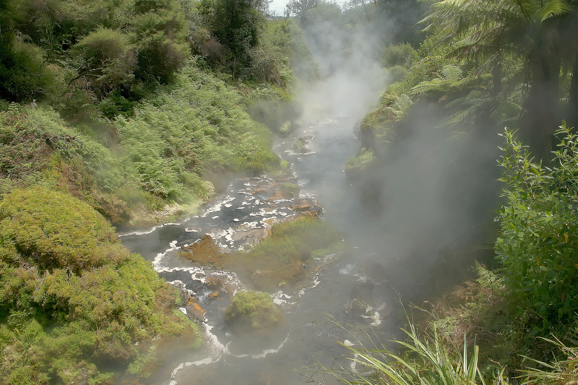hot brook at Rotorua