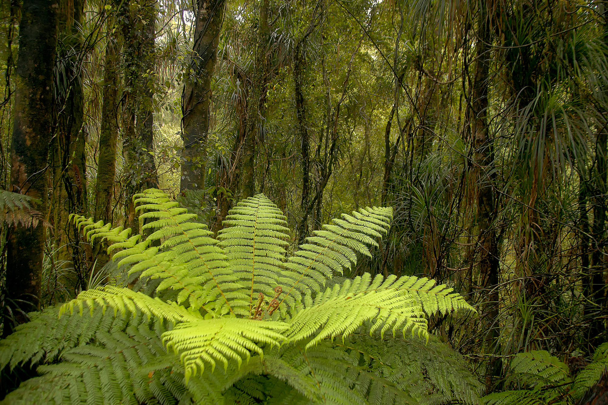 rainforest South Island