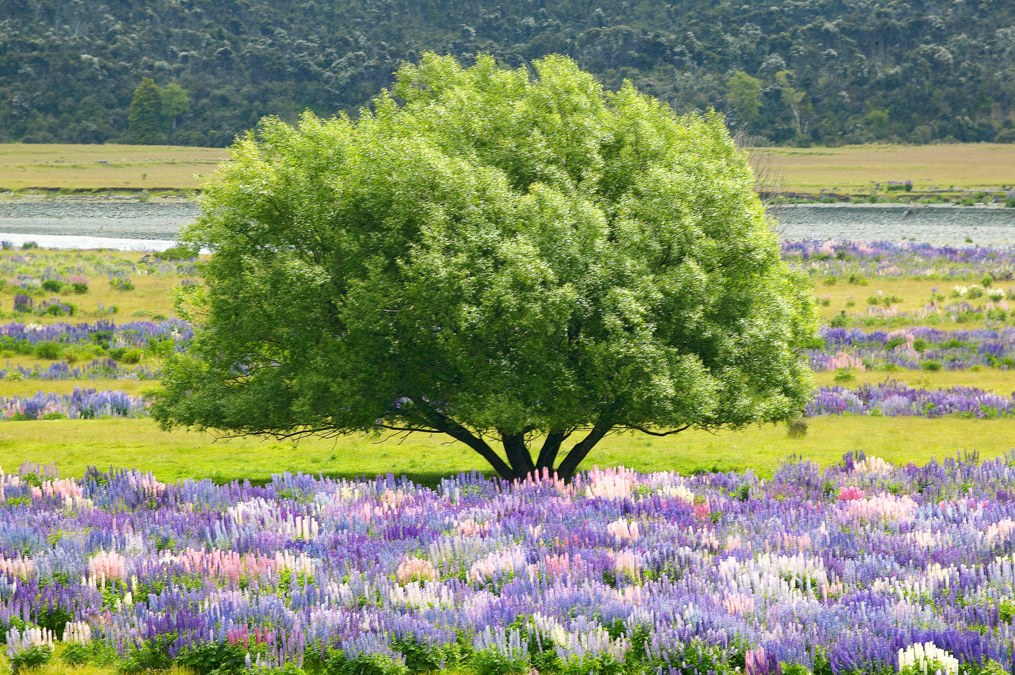wild lupines, New Zealand
