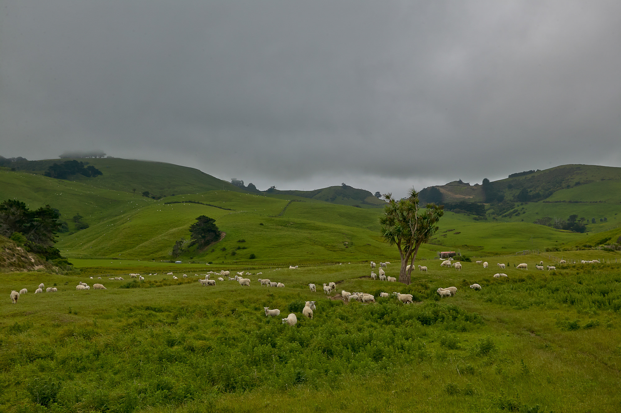 New Zealand landscape