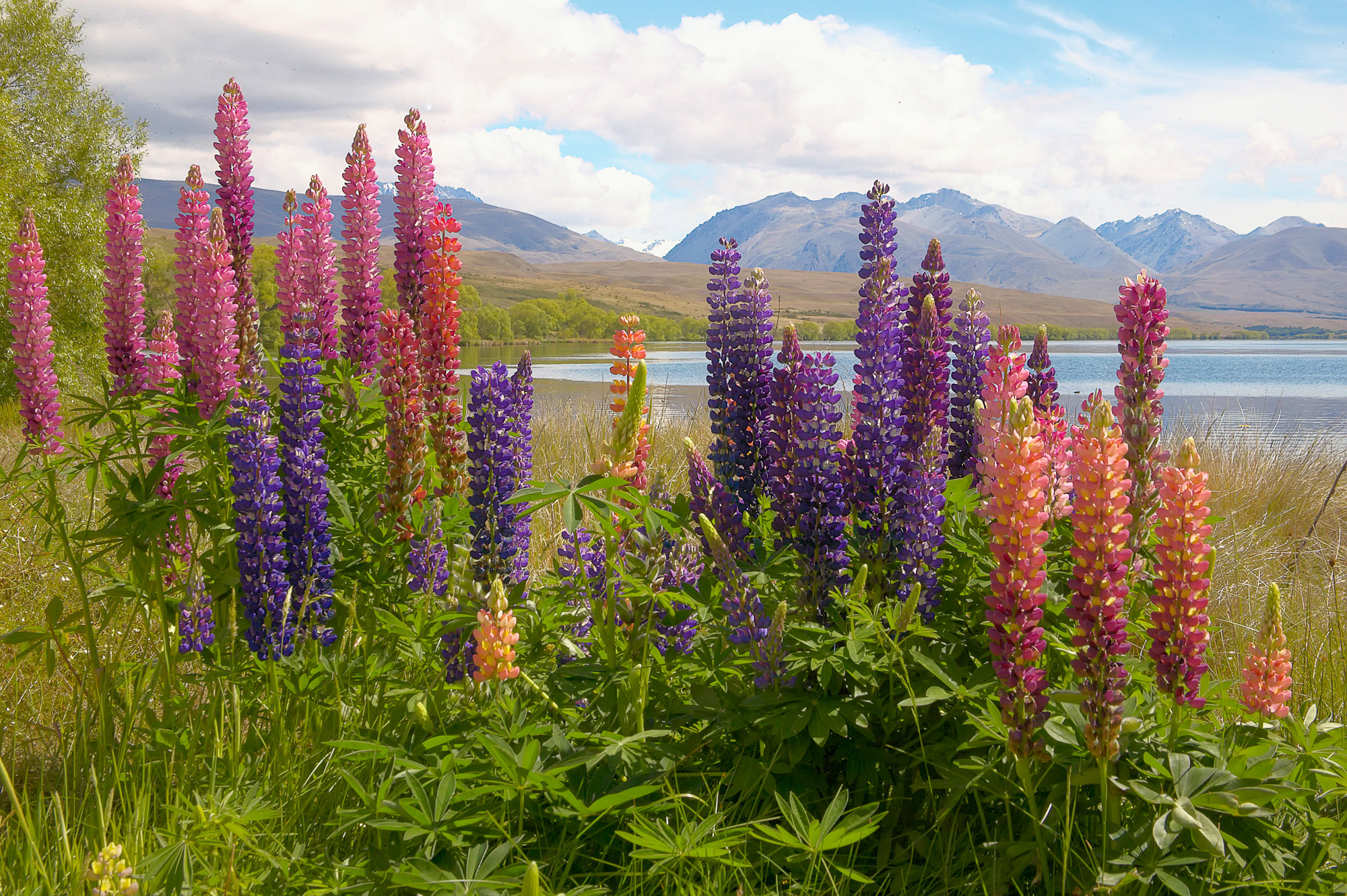 lupines at lake Alexandria