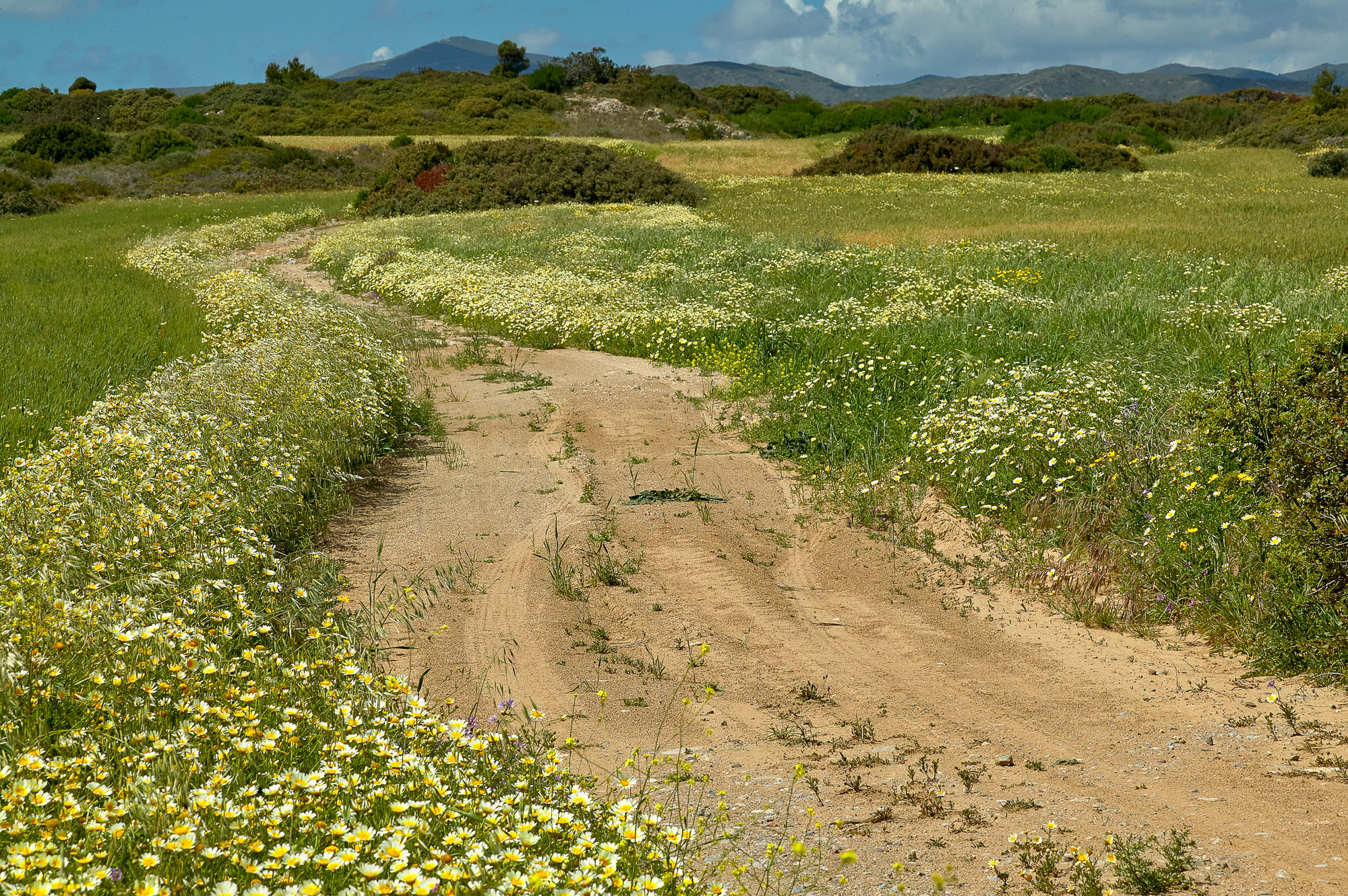 marguerite meadow, Rhodes