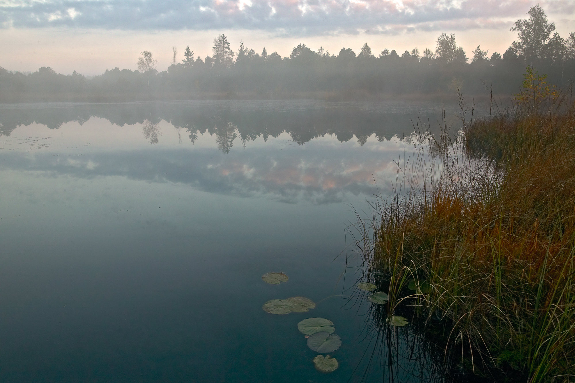 morning in the bog
