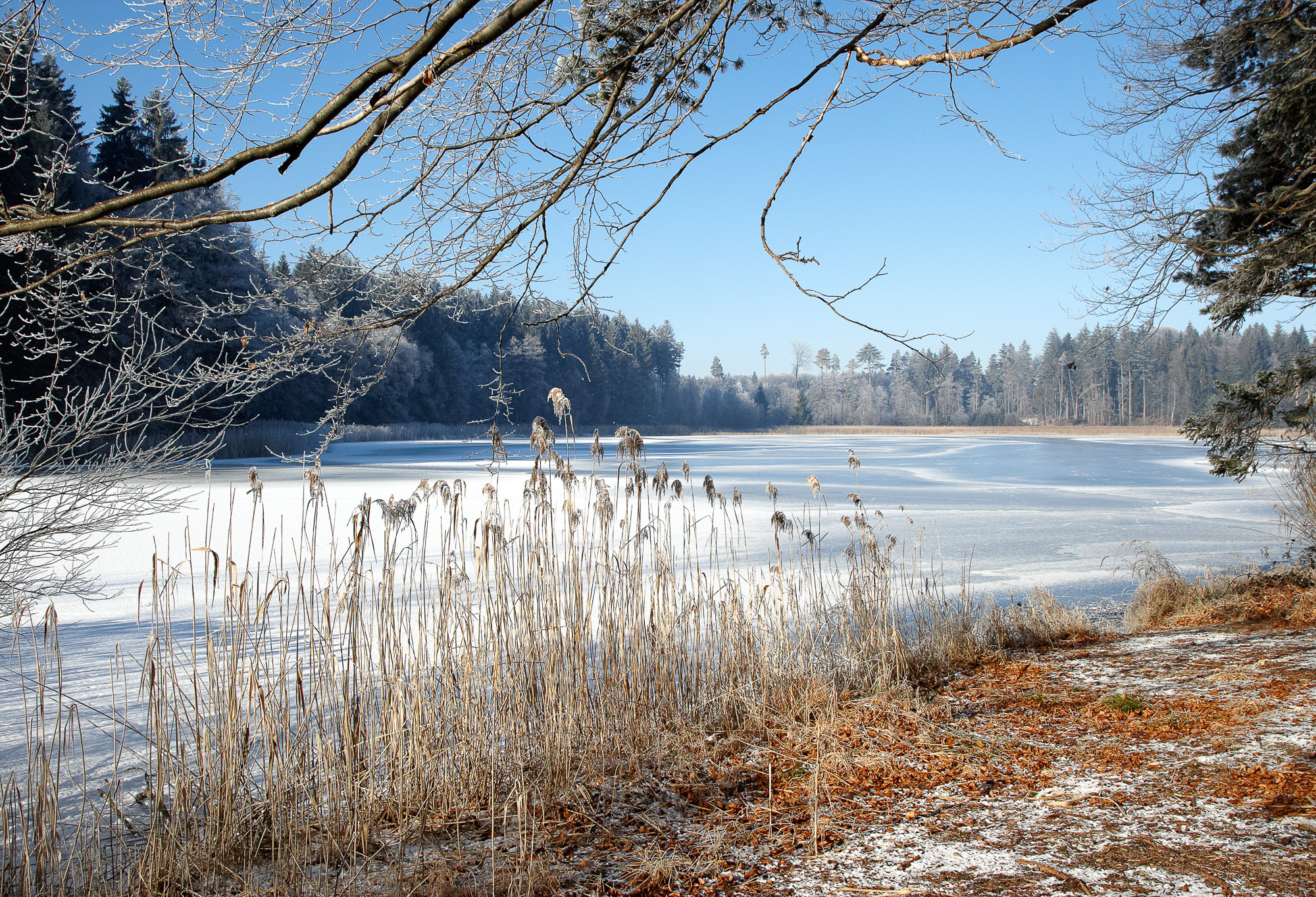 hoarfrost on the pond