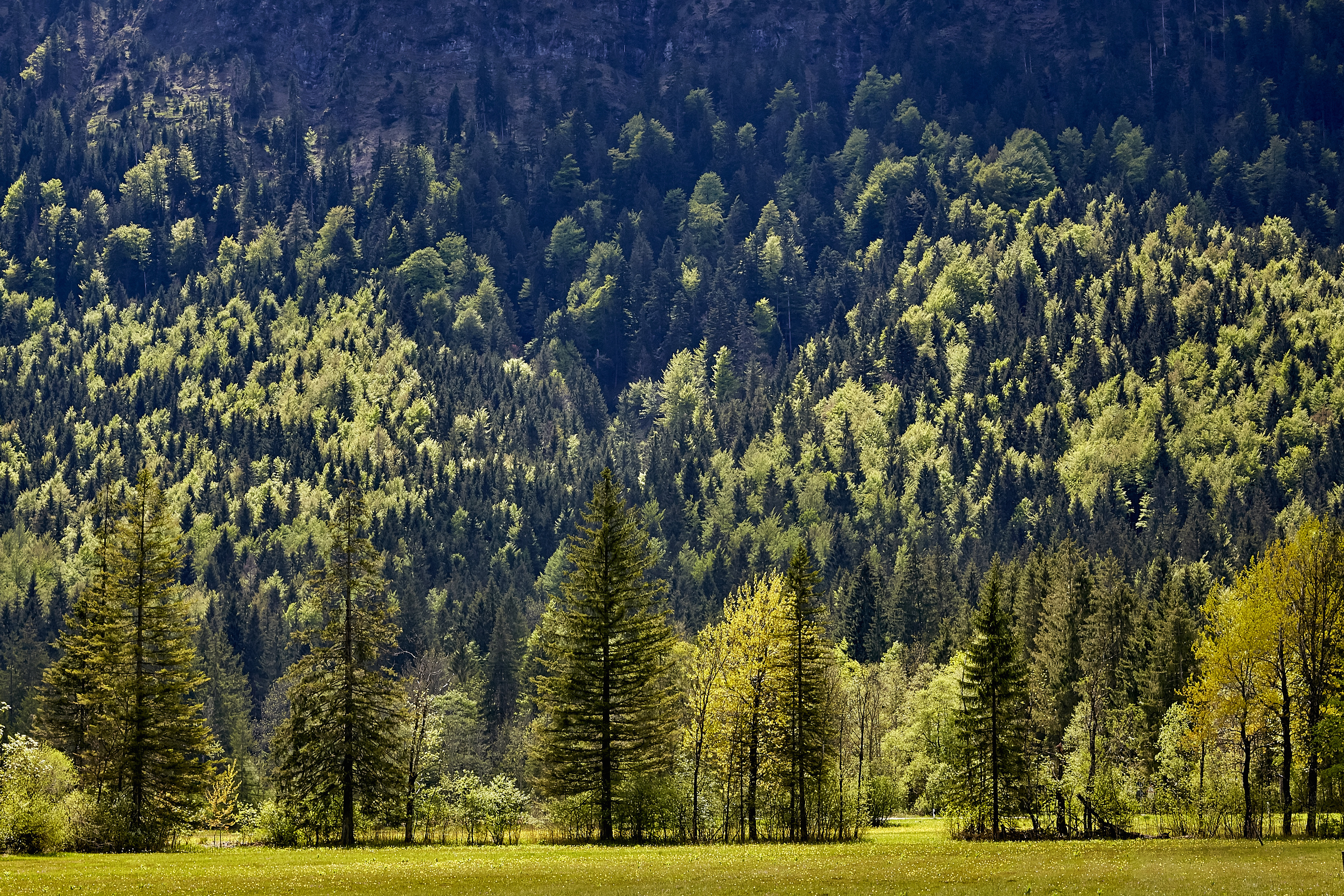 first leaves in spring