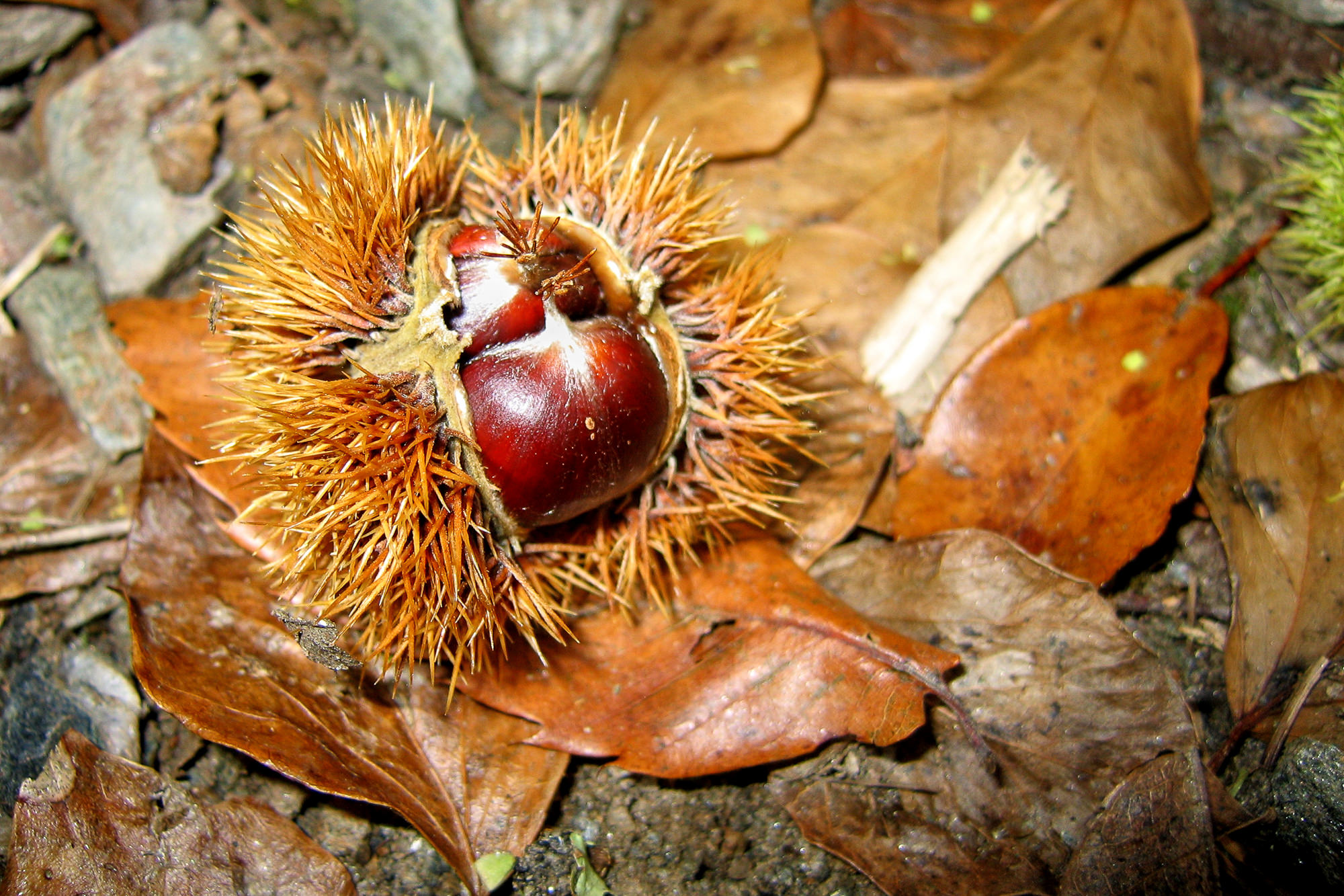 Day 7: From Conques to  Decazeville, sweet chestnuts