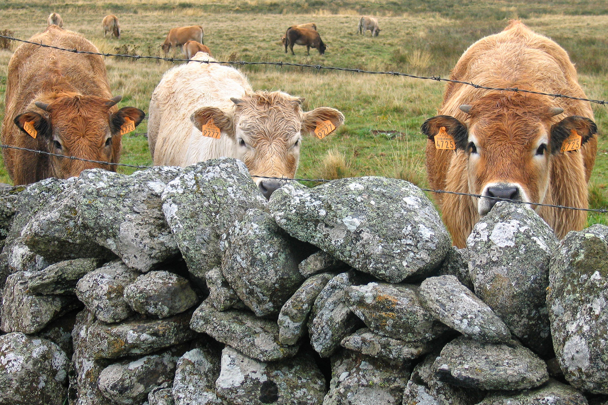Day 2: Way from Nasbinals to St-Chely-d'Aubrac